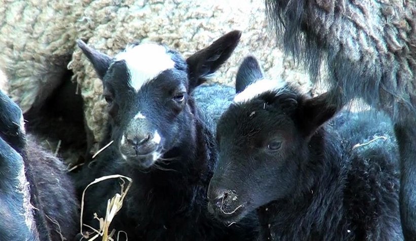 Yöneticiliği bıraktı, koyun yetiştiricisi oldu