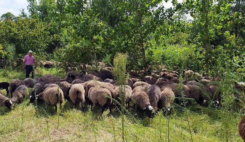 Yöneticiliği bıraktı, koyun yetiştiricisi oldu