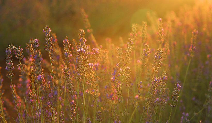 Yüce, tarım projelerini anlattı