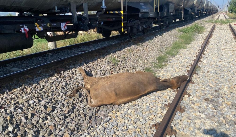  Yük treni sürüye daldı: 8 büyükbaş telef oldu
