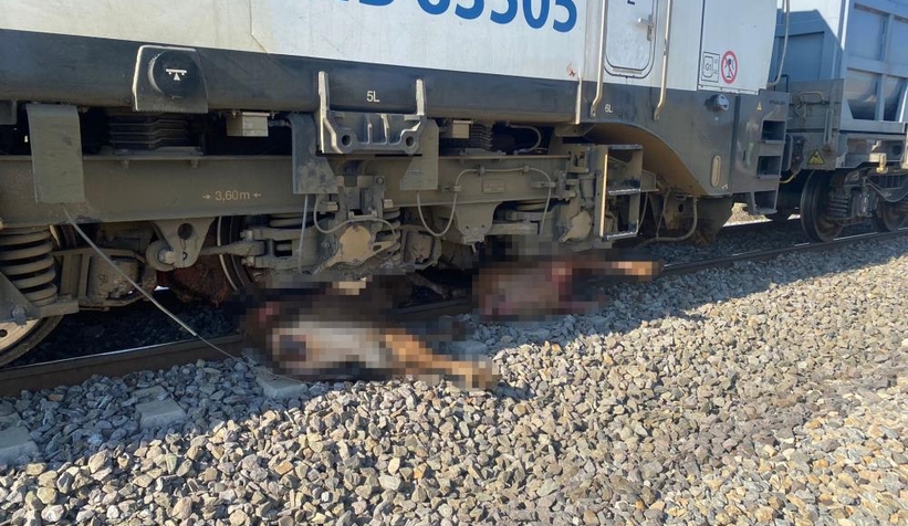  Yük treni sürüye daldı: 8 büyükbaş telef oldu