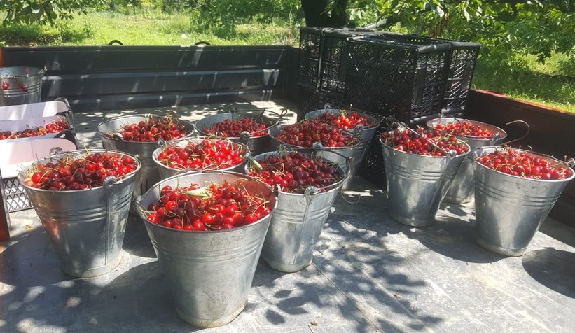 Yukarı Dereköy'de kiraz hasadı sürüyor
