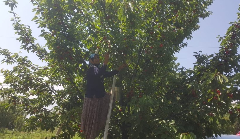 Yukarı Dereköy'de kiraz hasadı sürüyor