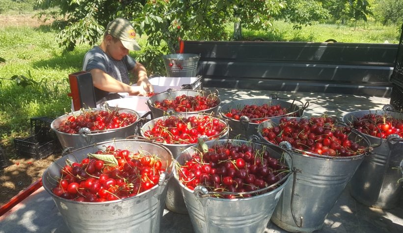 Yukarı Dereköy'de kiraz hasadı sürüyor