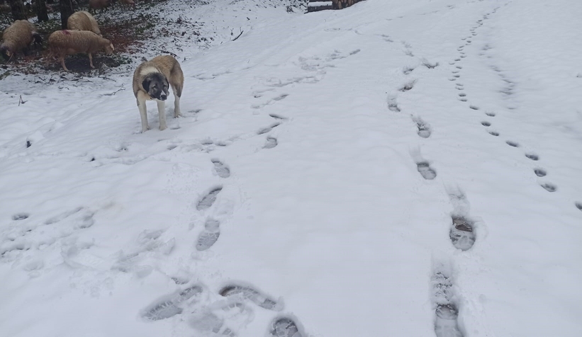 Yüksek kesimler beyaza büründü