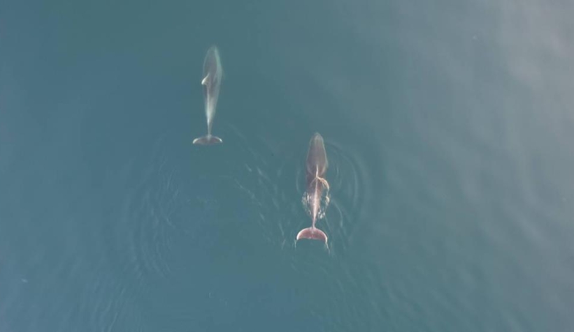 Yunuslar görsel şölen oluşturdu