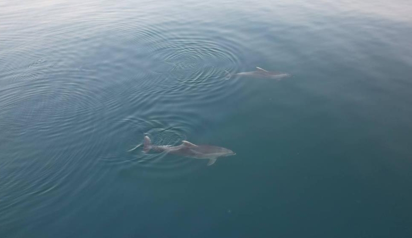 Yunuslar görsel şölen oluşturdu