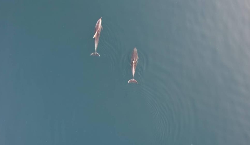 Yunuslar görsel şölen oluşturdu