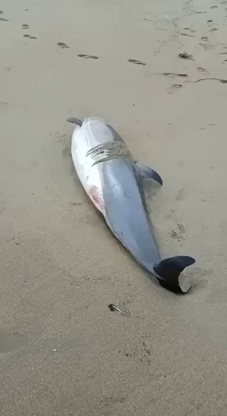 Yunuslar o nedenle mi öldü?