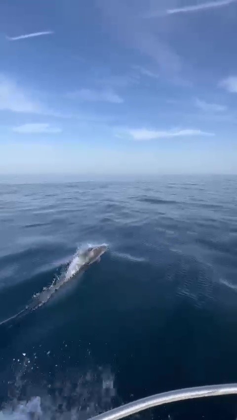 Yunusların şovu kamerada