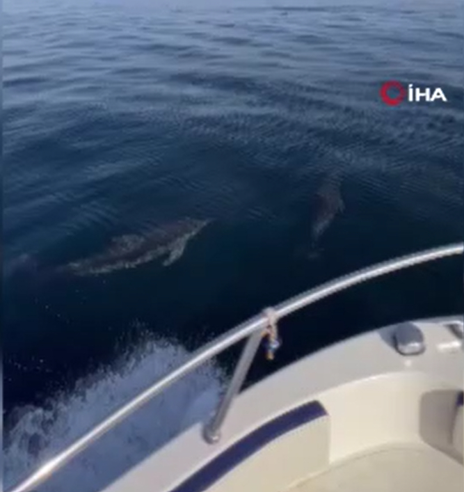 Yunusların şovu kamerada