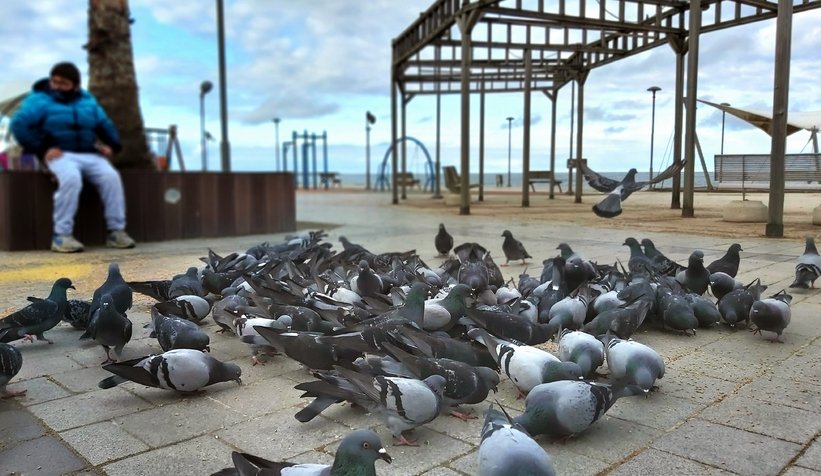 Yüzlerce kuşu elleriyle besledi
