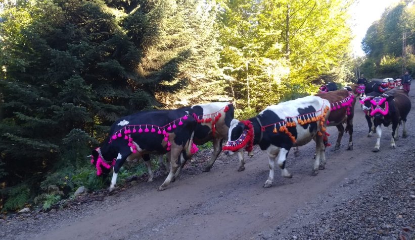Yüzyıllık göç başladı