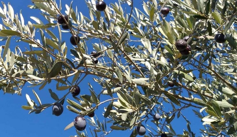 Zeytinde büyük kayıp
