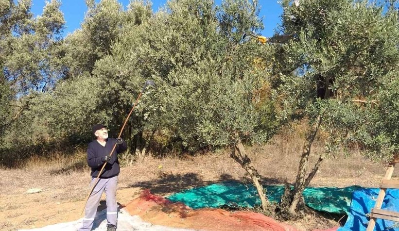 Zeytinde büyük kayıp