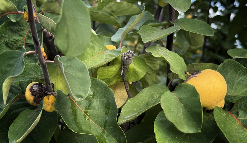 zirai-don-vurdu-eve-gelen-misafire-ikram-edecek-kadar-yokzgnlendnam