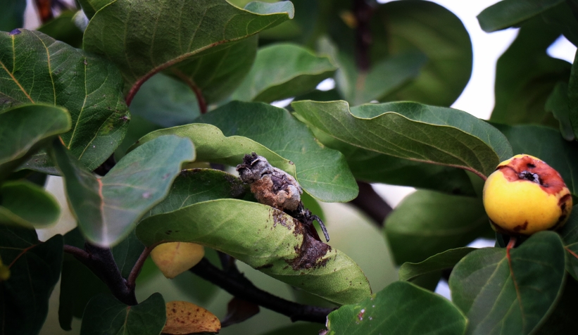 zirai-don-vurdu-eve-gelen-misafire-ikram-edecek-kadar-yokzgnlendnam