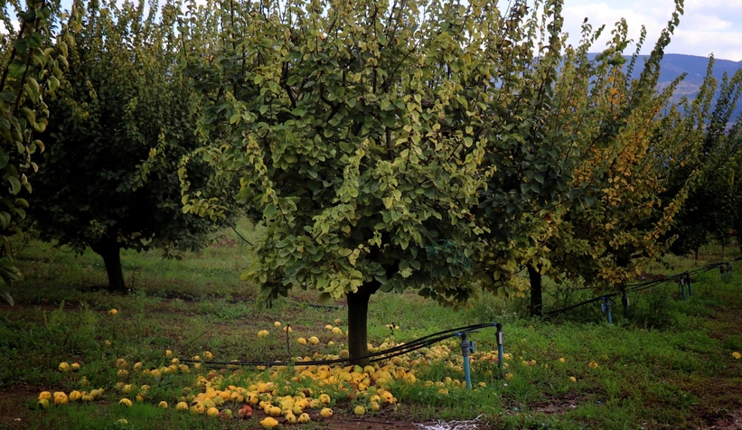 zirai-don-vurdu-eve-gelen-misafire-ikram-edecek-kadar-yokzgnlendnam