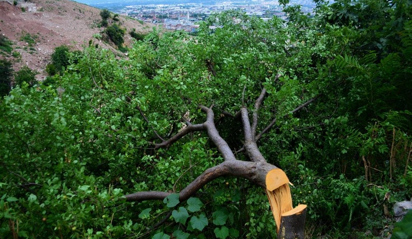 Gece vakti kesilen meyve ağaçları mahalleliyi isyan ettirdi