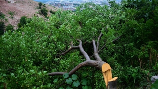 Gece vakti kesilen meyve ağaçları mahalleliyi isyan ettirdi