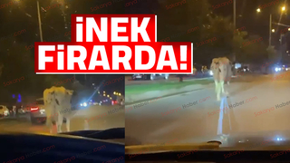 gece yarısı ahırdan kaçtı, caddeye indi