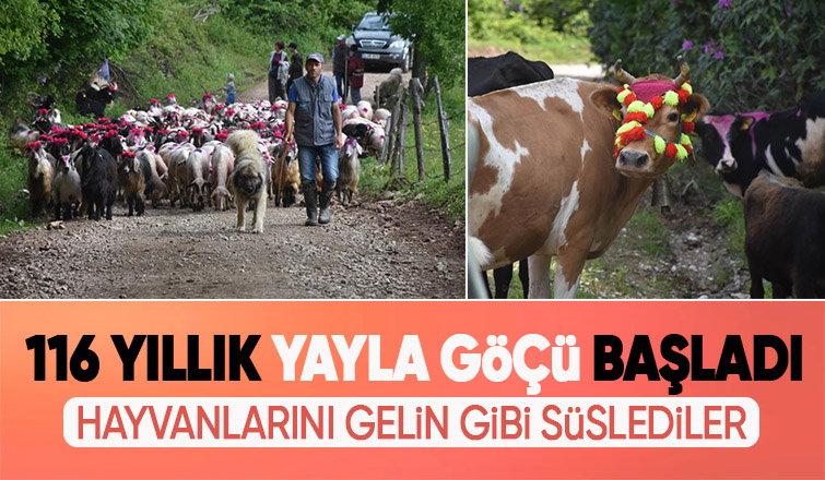 Gelin gibi süslenen hayvanları ile göçe başladılar