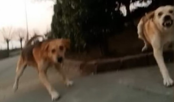 Genç kız Kampüste dehşeti yaşadı