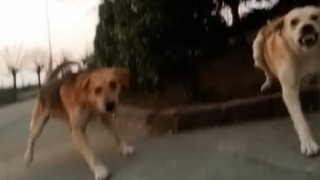 Genç kız Kampüste dehşeti yaşadı