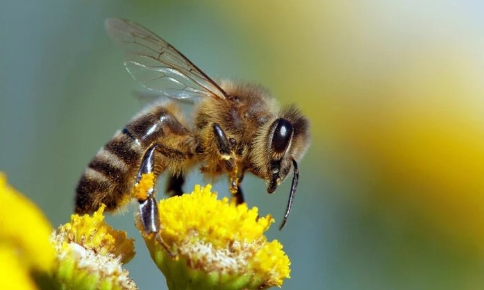 Genetiği değiştirilen arılar, sıcağa dayanıklı hale geldi