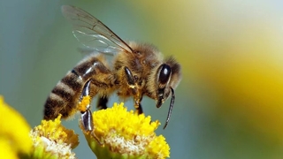 Genetiği değiştirilen arılar, sıcağa dayanıklı hale geldi