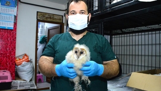 Gerçeği çatıya çıkınca öğrendiler