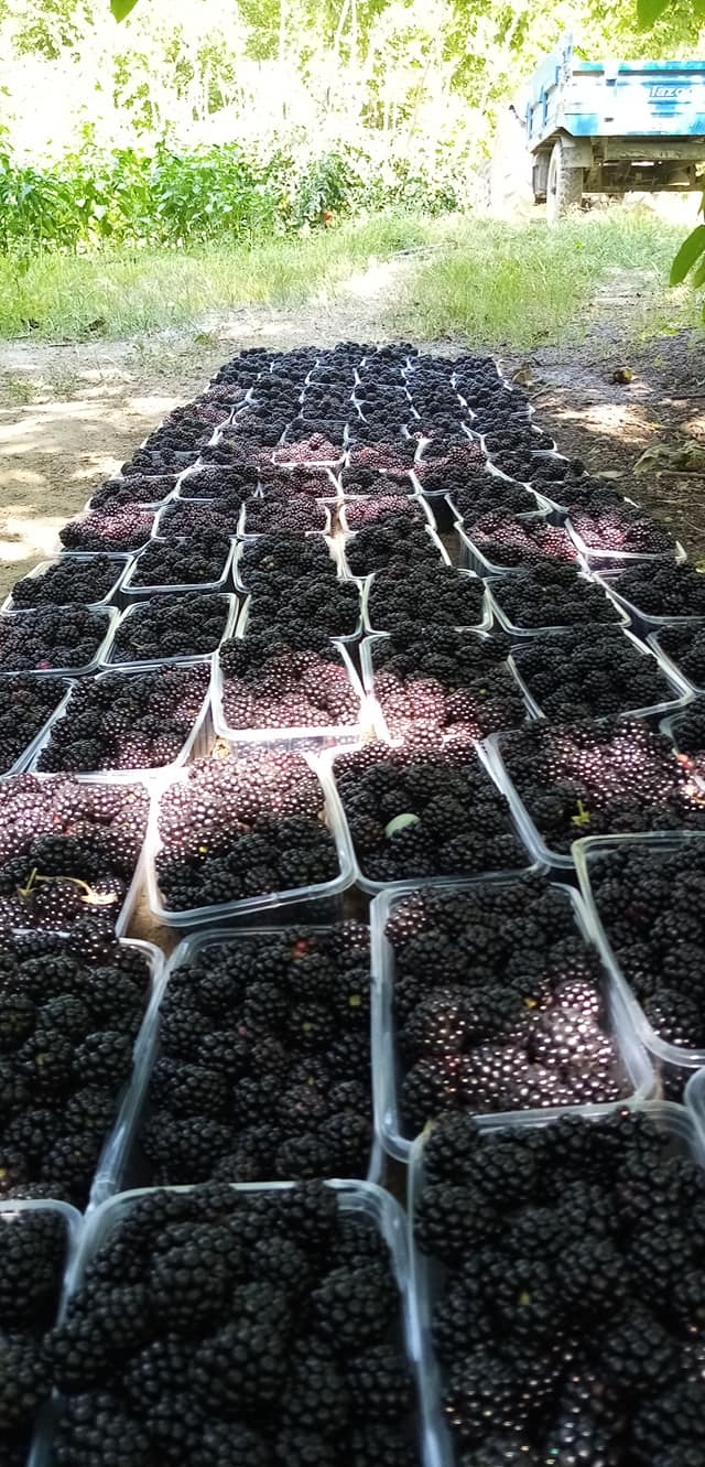 Geyve'de böğürtlen üretimi, Talebe yetişemiyorlar