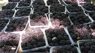 Geyve'de böğürtlen üretimi, Talebe yetişemiyorlar