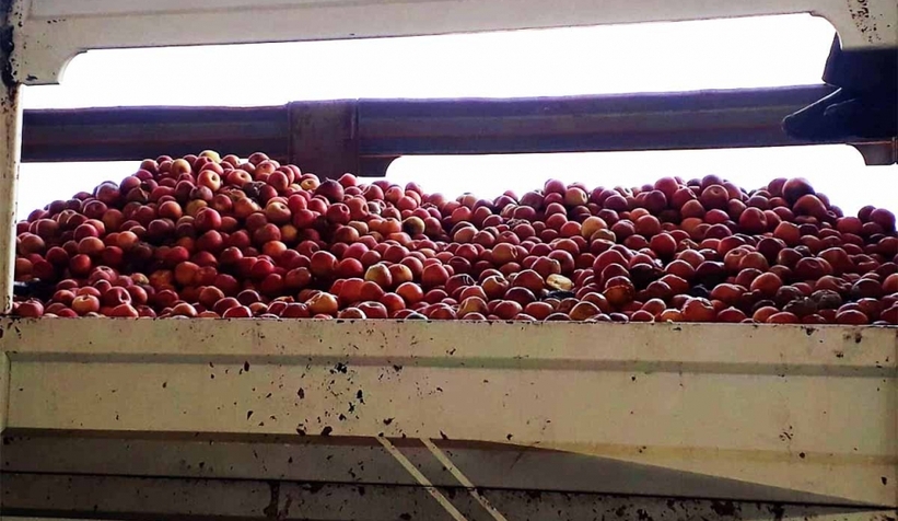 Geyve'de elma üreticisi perişan