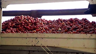 Geyve'de elma üreticisi perişan