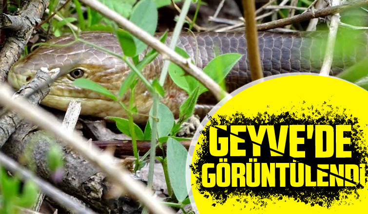 Geyve'de görüntülendi