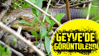 Geyve'de görüntülendi