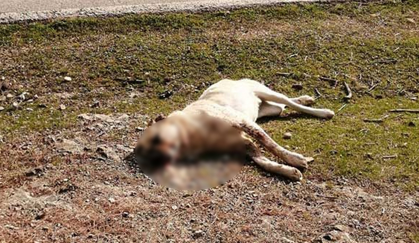 Geyve'de köpek katliamı