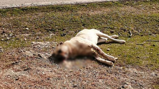 Geyve'de köpek katliamı