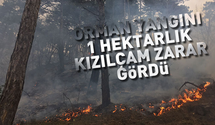 Geyve'de korkutan orman yangını