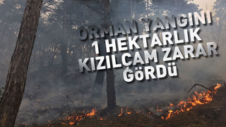 Geyve'de korkutan orman yangını