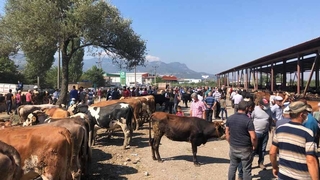 Geyve'de Kurban hareketliliği