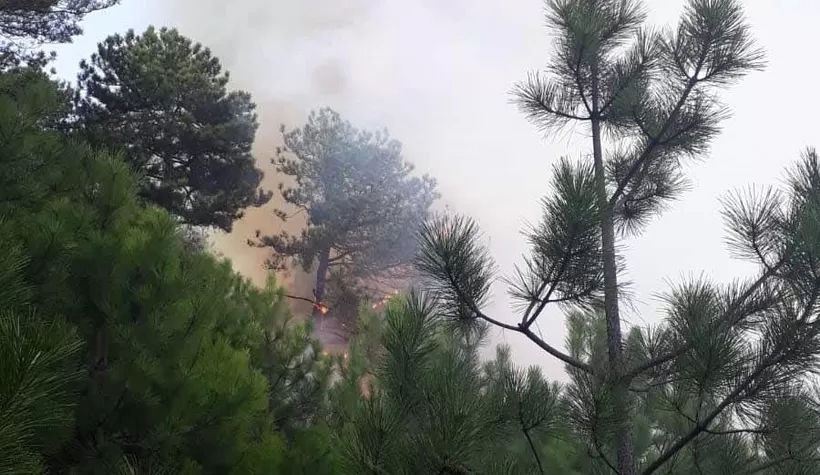 Geyve'de orman yangını