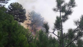 Geyve'de orman yangını