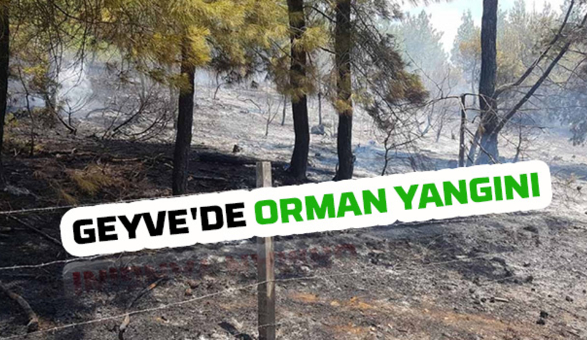 Geyve'de orman yangını