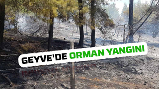 Geyve'de orman yangını