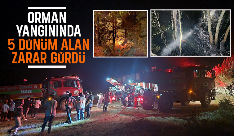 Geyve'de orman yangını