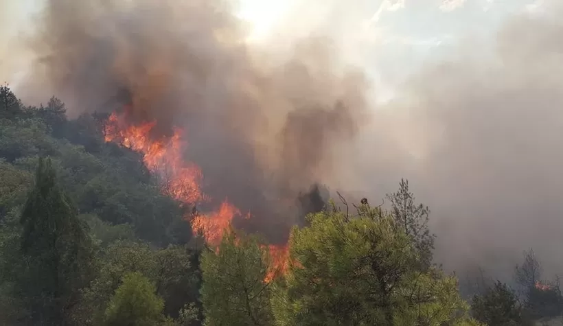 Geyve'de orman yangını