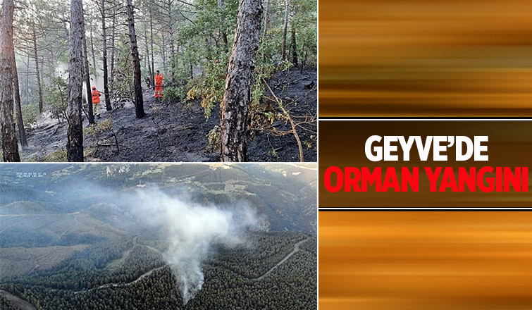 Geyve'de ormanlık alanda yangın