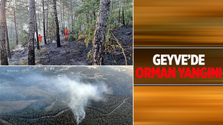 Geyve'de ormanlık alanda yangın